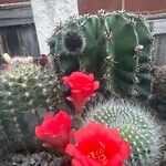 Rebutia minuscula Flower