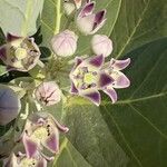 Calotropis procera फूल