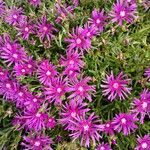 Delosperma cooperi Habitus