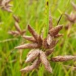 Bolboschoenus maritimus Flower