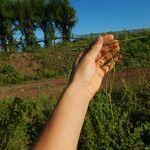 Sesbania bispinosa Fruto