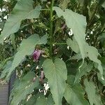 Ipomoea carnea Leaf