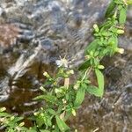 Symphyotrichum ontarionis Flower