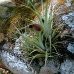 Tillandsia fasciculata Blad