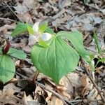 Trillium cernuum Leaf