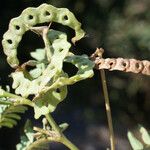 Hippocrepis multisiliquosa Fruit