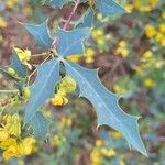 Berberis fremontii Folio