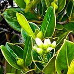 Clusia orthoneura Flor