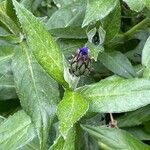 Centaurea montana برگ