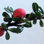 Cotoneaster integrifolius Blad