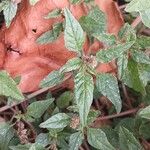 Amaranthus deflexus Feuille