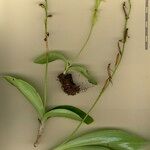 Habenaria tridactylites Otro