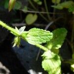 Stachys arvensis Hostoa