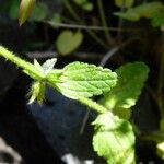 Stachys arvensis Blatt