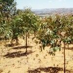 Corymbia citriodora Habit