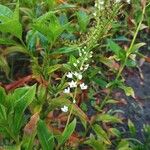 Lysimachia ephemerum Blodyn