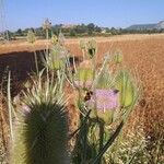 Dipsacus fullonum Квітка