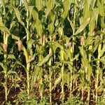 Zea mays Агульны выгляд