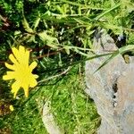 Tragopogon pratensisFlor