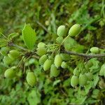 Berberis asiatica Habitus