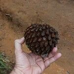 Annona crassiflora Плод