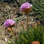 Armeria ruscinonensis Квітка