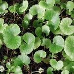 Centella asiatica Liść