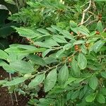 Erythroxylum coca موطن