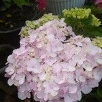 Hydrangea macrophyllaCvet