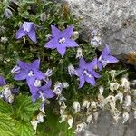 Campanula waldsteiniana 形态