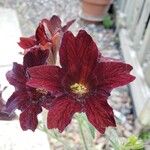 Salpiglossis sinuata Çiçek