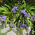 Iris tectorum Blüte
