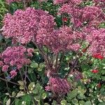 Angelica gigas Flower