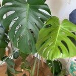 Monstera deliciosa葉