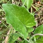 Arctotheca calendula Leaf
