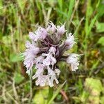 Neotinea conica Flower