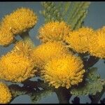 Tanacetum bipinnatum Flor