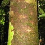 Lecythis confertiflora Corteza