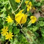 Erythronium grandiflorum Blüte