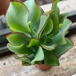 Crassula arborescensFolha