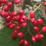 Viburnum dilatatum Frutto