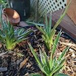 Agave filiferaHostoa