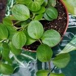Peperomia rotundifolia Hoja