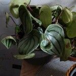 Peperomia argyreia Blad