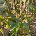 Syringa reticulata Leaf