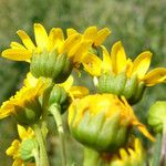 Lasthenia ferrisiae Flower