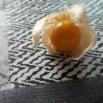 Physalis peruviana Frukt