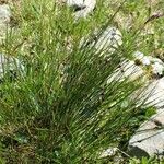 Juncus trifidus Yeri