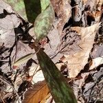 Erythronium americanum Foglia