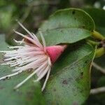 Syzygium cymosum Flower